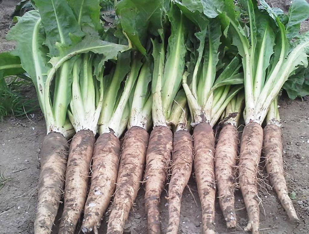 Growing Witloof Chicory Or Belgian Endive, White Endive, Brussels Endive